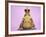 Common Toad 'Frog Prince' Wearing Crown-null-Framed Photographic Print