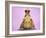 Common Toad 'Frog Prince' Wearing Crown-null-Framed Photographic Print