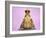 Common Toad 'Frog Prince' Wearing Crown-null-Framed Photographic Print