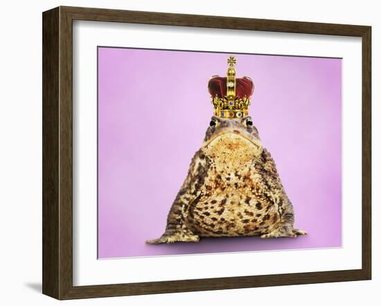 Common Toad 'Frog Prince' Wearing Crown-null-Framed Photographic Print