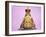 Common Toad 'Frog Prince' Wearing Crown-null-Framed Photographic Print