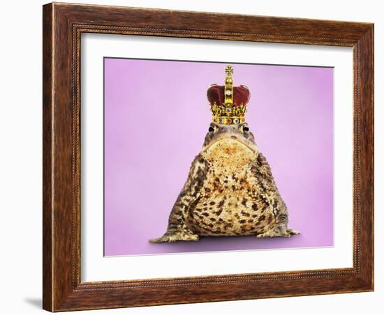 Common Toad 'Frog Prince' Wearing Crown-null-Framed Photographic Print