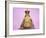 Common Toad 'Frog Prince' Wearing Crown-null-Framed Photographic Print