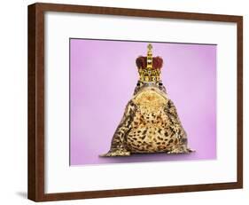 Common Toad 'Frog Prince' Wearing Crown-null-Framed Photographic Print