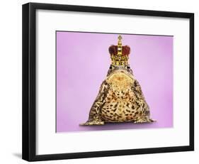 Common Toad 'Frog Prince' Wearing Crown-null-Framed Photographic Print