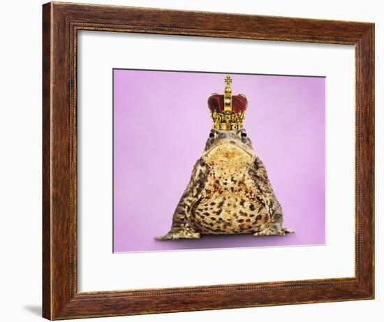 Common Toad 'Frog Prince' Wearing Crown-null-Framed Photographic Print