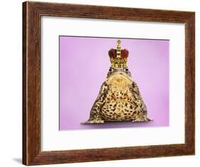 Common Toad 'Frog Prince' Wearing Crown-null-Framed Photographic Print