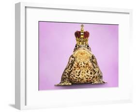 Common Toad 'Frog Prince' Wearing Crown-null-Framed Photographic Print