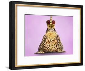 Common Toad 'Frog Prince' Wearing Crown-null-Framed Photographic Print