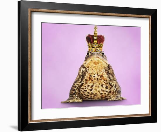 Common Toad 'Frog Prince' Wearing Crown-null-Framed Photographic Print