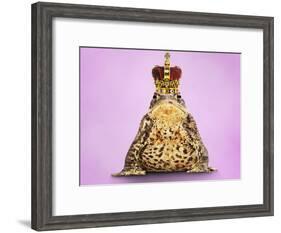 Common Toad 'Frog Prince' Wearing Crown-null-Framed Photographic Print