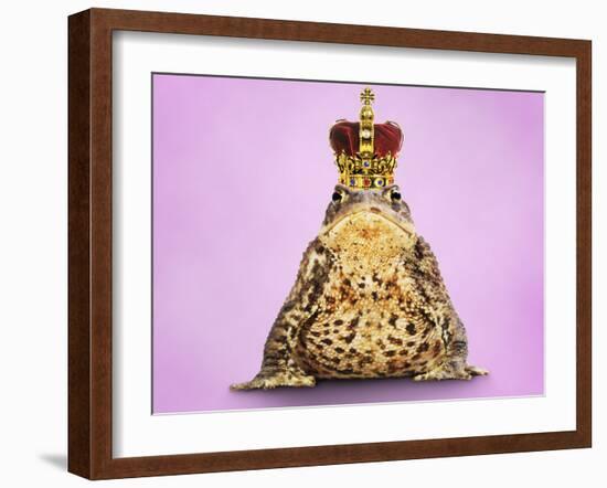 Common Toad 'Frog Prince' Wearing Crown-null-Framed Photographic Print