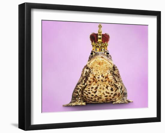 Common Toad 'Frog Prince' Wearing Crown-null-Framed Photographic Print