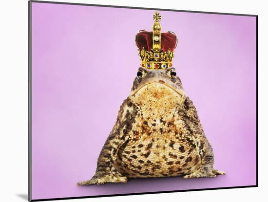 Common Toad 'Frog Prince' Wearing Crown-null-Mounted Photographic Print