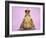 Common Toad 'Frog Prince' Wearing Crown-null-Framed Photographic Print