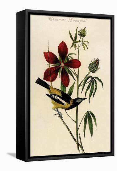 Common Troupial-John James Audubon-Framed Stretched Canvas