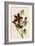 Common Troupial-John James Audubon-Framed Art Print