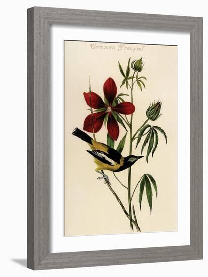 Common Troupial-John James Audubon-Framed Art Print