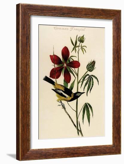 Common Troupial-John James Audubon-Framed Art Print