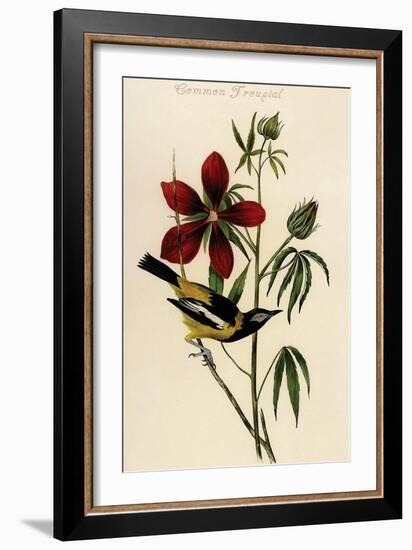 Common Troupial-John James Audubon-Framed Art Print