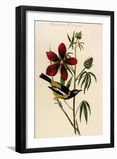 Common Troupial-John James Audubon-Framed Art Print