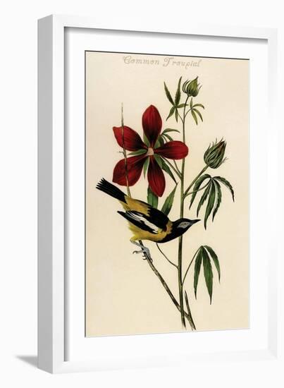 Common Troupial-John James Audubon-Framed Art Print