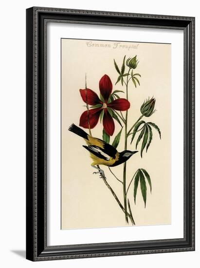 Common Troupial-John James Audubon-Framed Art Print