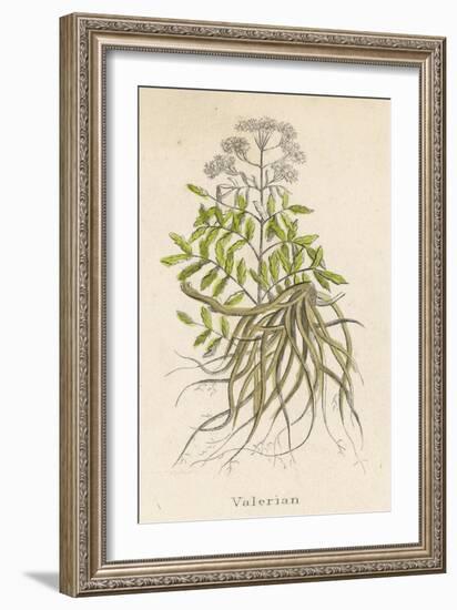 Common Valerian or Garden Heliotrope-null-Framed Premium Giclee Print