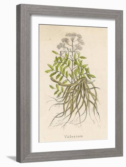 Common Valerian or Garden Heliotrope-null-Framed Premium Giclee Print