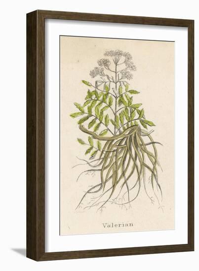 Common Valerian or Garden Heliotrope-null-Framed Premium Giclee Print