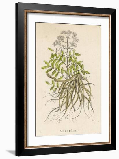 Common Valerian or Garden Heliotrope-null-Framed Premium Giclee Print