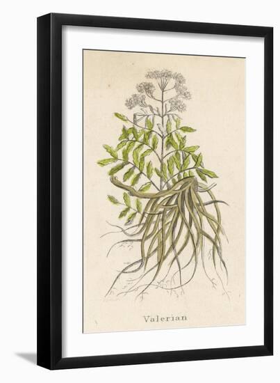 Common Valerian or Garden Heliotrope-null-Framed Premium Giclee Print