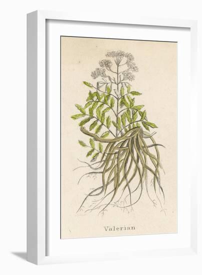 Common Valerian or Garden Heliotrope-null-Framed Premium Giclee Print