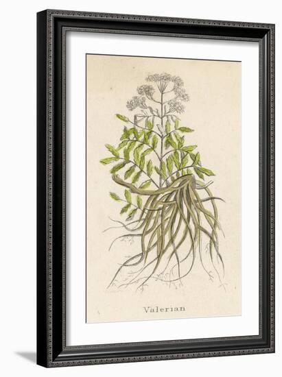 Common Valerian or Garden Heliotrope-null-Framed Premium Giclee Print