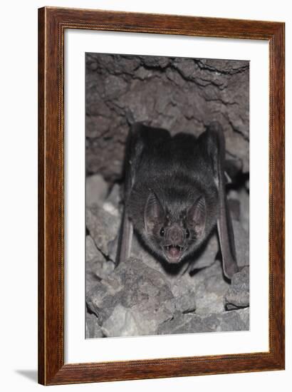 Common Vampire Bat (Desmodus Rotundus) at Roost, Sonora, Mexico-Barry Mansell-Framed Photographic Print