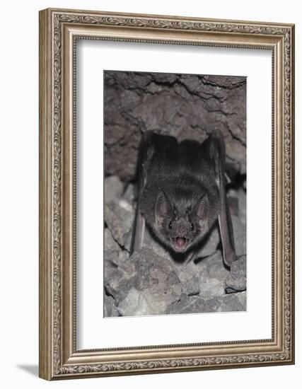 Common Vampire Bat (Desmodus Rotundus) at Roost, Sonora, Mexico-Barry Mansell-Framed Photographic Print