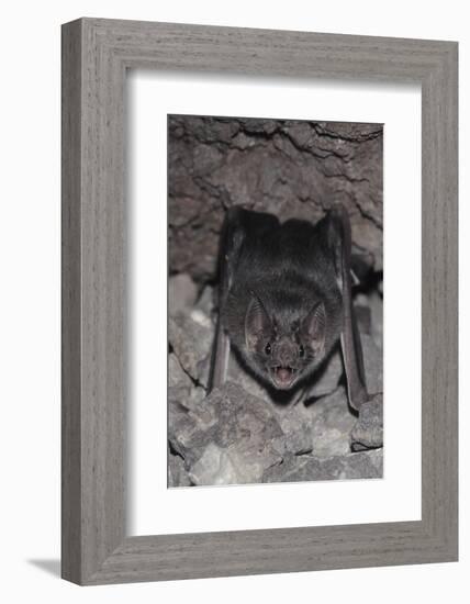 Common Vampire Bat (Desmodus Rotundus) at Roost, Sonora, Mexico-Barry Mansell-Framed Photographic Print