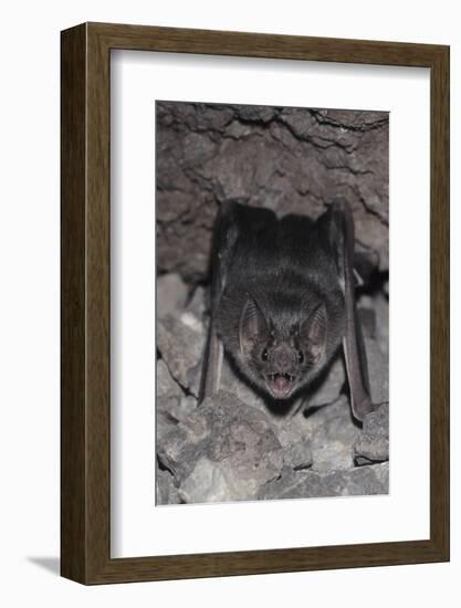 Common Vampire Bat (Desmodus Rotundus) at Roost, Sonora, Mexico-Barry Mansell-Framed Photographic Print