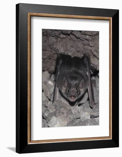 Common Vampire Bat (Desmodus Rotundus) at Roost, Sonora, Mexico-Barry Mansell-Framed Photographic Print