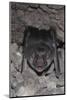 Common Vampire Bat (Desmodus Rotundus) at Roost, Sonora, Mexico-Barry Mansell-Mounted Photographic Print