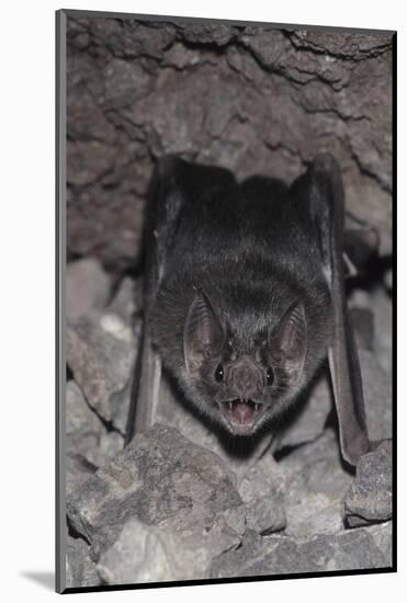 Common Vampire Bat (Desmodus Rotundus) at Roost, Sonora, Mexico-Barry Mansell-Mounted Photographic Print