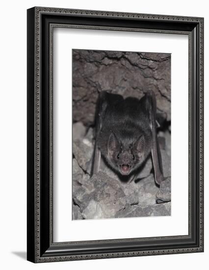 Common Vampire Bat (Desmodus Rotundus) at Roost, Sonora, Mexico-Barry Mansell-Framed Photographic Print