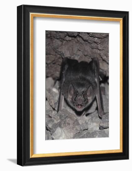 Common Vampire Bat (Desmodus Rotundus) at Roost, Sonora, Mexico-Barry Mansell-Framed Photographic Print