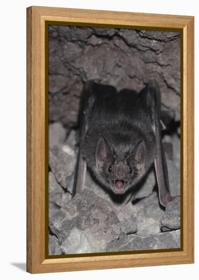 Common Vampire Bat (Desmodus Rotundus) at Roost, Sonora, Mexico-Barry Mansell-Framed Premier Image Canvas