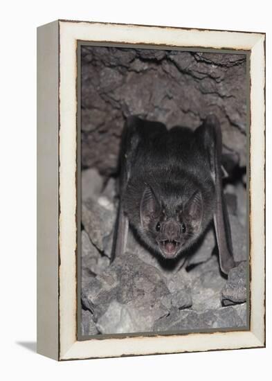 Common Vampire Bat (Desmodus Rotundus) at Roost, Sonora, Mexico-Barry Mansell-Framed Premier Image Canvas