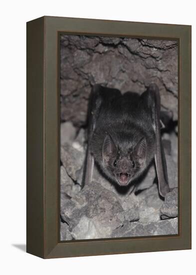 Common Vampire Bat (Desmodus Rotundus) at Roost, Sonora, Mexico-Barry Mansell-Framed Premier Image Canvas