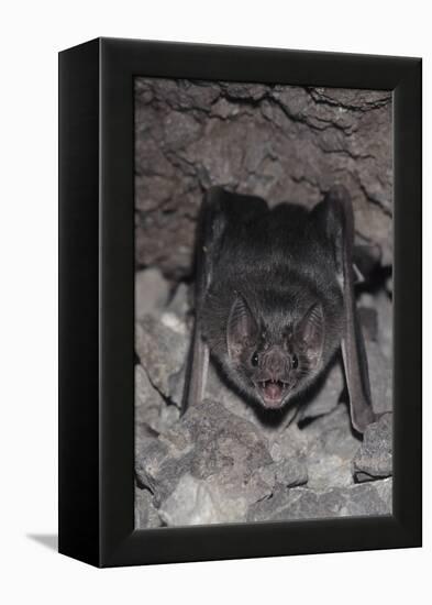 Common Vampire Bat (Desmodus Rotundus) at Roost, Sonora, Mexico-Barry Mansell-Framed Premier Image Canvas