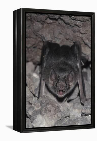 Common Vampire Bat (Desmodus Rotundus) at Roost, Sonora, Mexico-Barry Mansell-Framed Premier Image Canvas