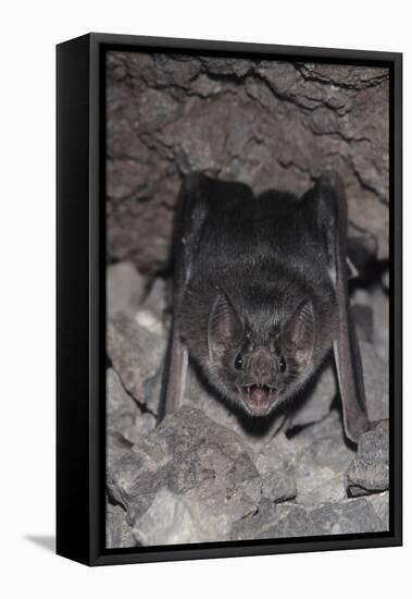 Common Vampire Bat (Desmodus Rotundus) at Roost, Sonora, Mexico-Barry Mansell-Framed Premier Image Canvas