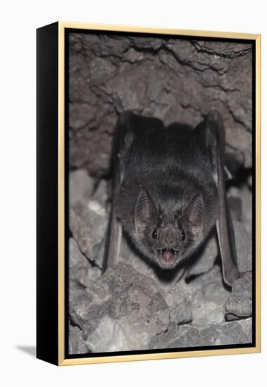 Common Vampire Bat (Desmodus Rotundus) at Roost, Sonora, Mexico-Barry Mansell-Framed Premier Image Canvas